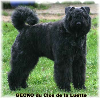 Elevage du CLOS DE LA LUETTE - COPYRIGHT DEPOSE